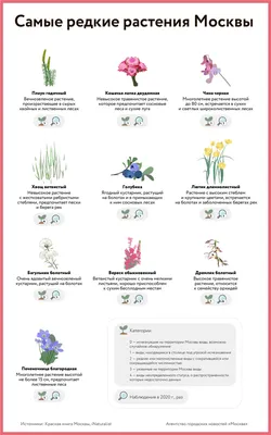 Cliantha | Unusual flowers, Fuchsia flowers, Amazing flowers