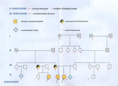 Схема родословной семьи | Дистанционные уроки