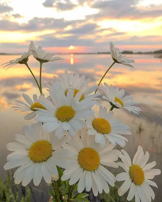 Букет из ромашек и оксипеталума - заказать доставку цветов в Москве от Leto  Flowers