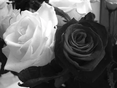 black-roses | Черные розы, Розы, Черно-белое