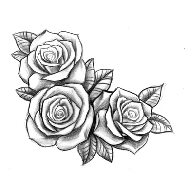 Рисунки розы для срисовки (37 лучших фото)