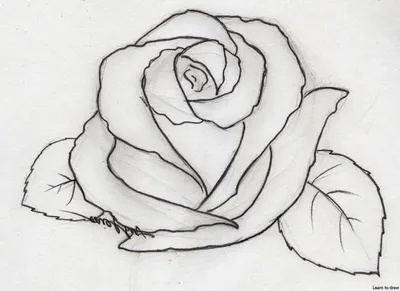 Легкий рисунок розы для срисовки - 67 фото