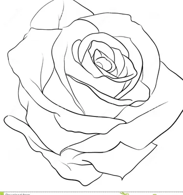 Картинка роза для раскраски ❤ для срисовки