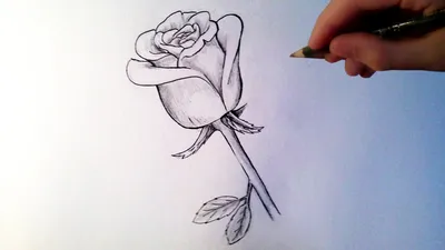 Цветы розы контурный рисунок (24 фото) » Рисунки для срисовки и не только