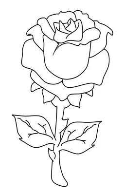 Рисунки розы для срисовки (100 фото)