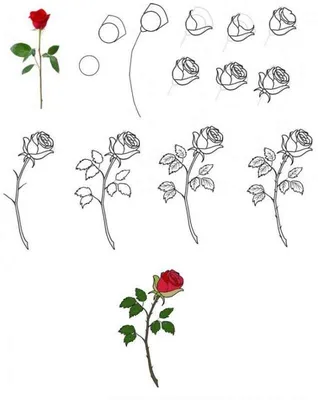 Картинка одна красная роза на ветке ❤ для срисовки