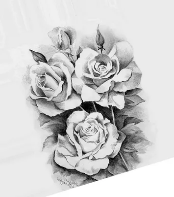 Классные картинки розы для рисования поэтапно