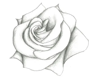 Картинки розы для срисовки - 72 фото