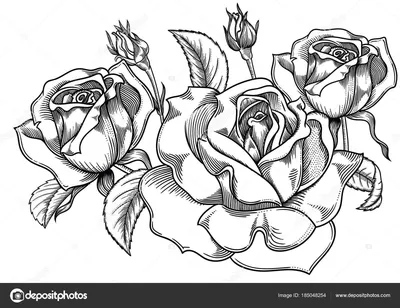 Рисуноки розы для срисовки (35 фото) 🔥 Прикольные картинки и юмор