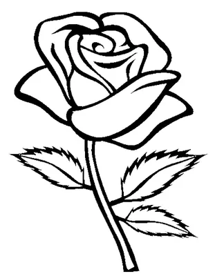 Фото нарисованной розы (74 фото) »