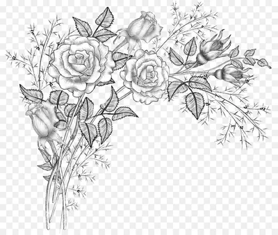 Розы Срисовки Легкие Пошаговые Рисунки Для Начинающих Карандашом Простые  Идеи Красивые Картинки