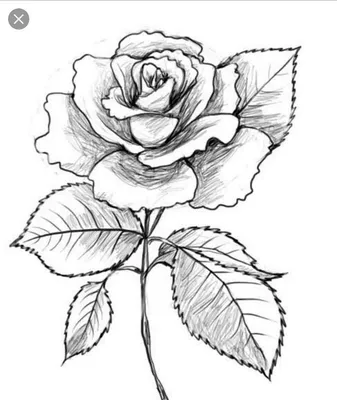 Рисунки розы для срисовки - 63 фото