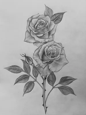 рисунки для срисовки роза - Clip Art Library