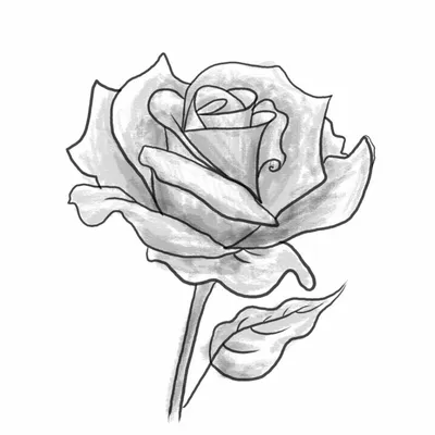 Роза рисунок легкий - 68 фото