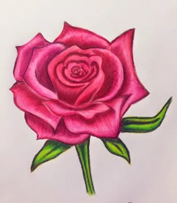 Картинки для срисовки розы - 83 фото
