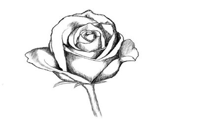 Красивые рисунки розы для срисовки (50 картинок) 🤣 WebLinks