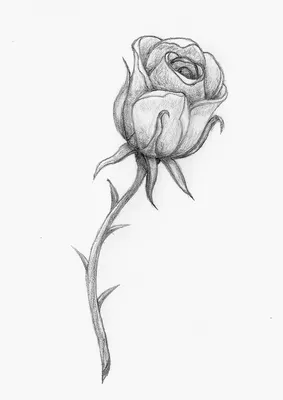 Рисунок розы маленький для срисовки - 45 фото