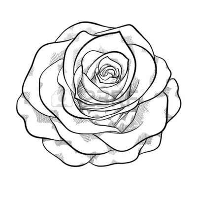Рисунок раскраска роза для детей (47 фото) » рисунки для срисовки на  Газ-квас.ком
