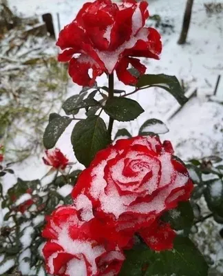 Розы на снегу картинки красивые - 68 фото