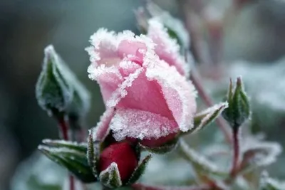 Розы на снегу - 82 фото