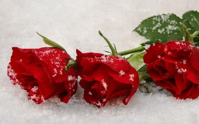 три белые розы на снегу Фото Фон И картинка для бесплатной загрузки -  Pngtree