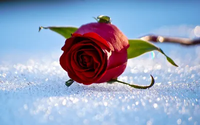 Белые розы на снегу картинки - 65 фото