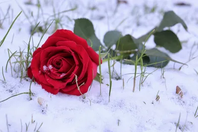 Розы в снегу стоковое фото. изображение насчитывающей цветок - 191193518