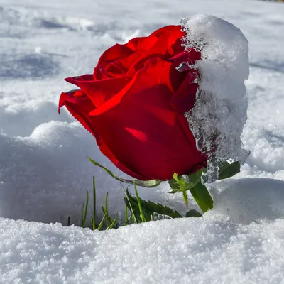 Зимний пейзаж, кусты роз в снегу, …» — создано в Шедевруме