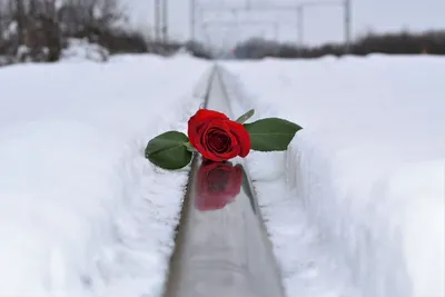 Розы на снегу - 82 фото