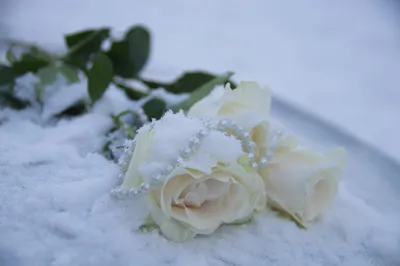 Розы под снегом | Пикабу