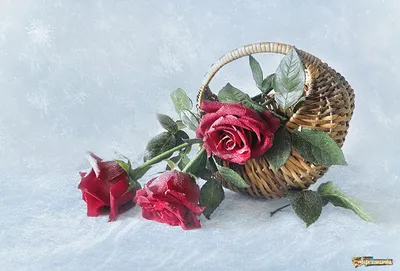 Роза на снегу: цена, заказать с доставкой по Валдае в интернет-магазине  Cyber Flora®