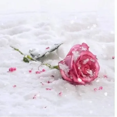 Пазл «Розы в снегу» из 150 элементов | Собрать онлайн пазл №273786