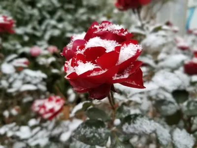 Красная роза на снегу - красивые фото