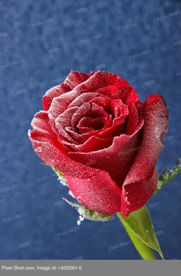 Розы на снегу | Фотосайт СуперСнимки.Ру