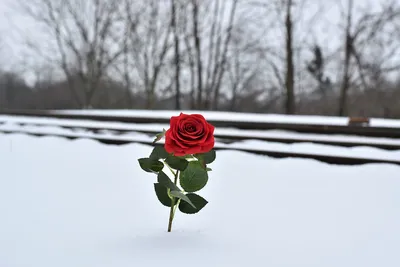 Розы в снегу, инжир на дереве, виноград не собран. Это Крым