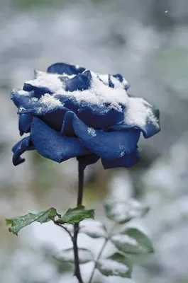 Картинки День всех влюблённых серце Розы Снег цветок 1920x1340
