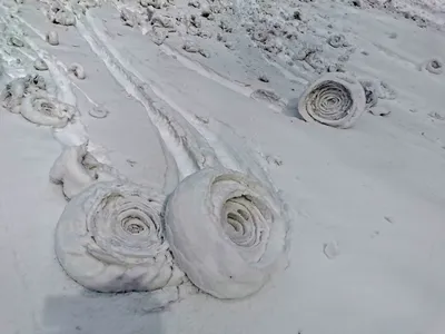 Безшовная фон цветущий роз в снегу Стоковое Изображение - изображение  насчитывающей природа, заморозок: 166585727
