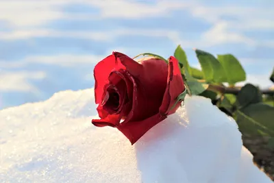 Пазл «Розы в снегу» из 150 элементов | Собрать онлайн пазл №273785