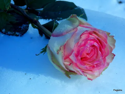 Красные розы на снегу - 74 фото