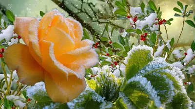 Фотография Роза на снегу №160771 - «Зимняя сказка» (23.12.2023 - 19:45)