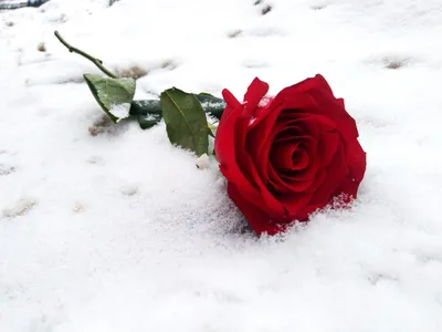 Новый вид, роза в снегу , готика, …» — создано в Шедевруме