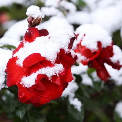 Розы в снегу» — создано в Шедевруме
