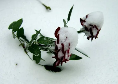 Роза в снегу | Rose quotes, Rose, Flower beauty