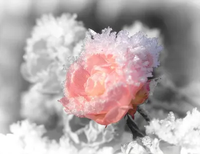 Роза под снегом | Пикабу