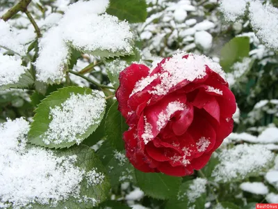 Красная роза на снегу | Премиум Фото