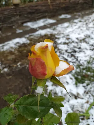 Заказать Букеты | Роза на снегу с бесплатной доставкой | Katty Art Flowers
