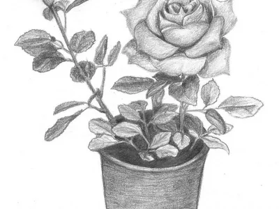 Как нарисовать розу | «Арт-Ра - выставки, арт новости, биографии  художников.»