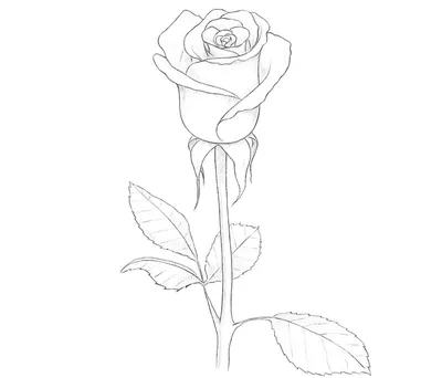 Как нарисовать розу для начинающих — Пошаговые уроки рисования