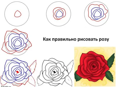 Как нарисовать розу | Блог «Онлайн-Школа»