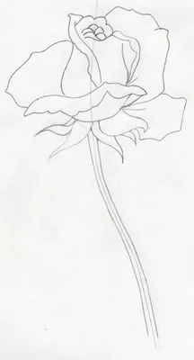 Рисунок роза сверху вид - 66 фото